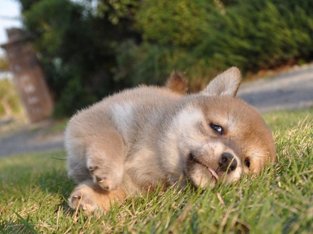 DSC_0433Shiba