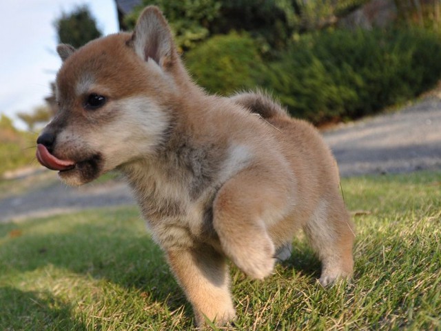 DSC_0437Shiba