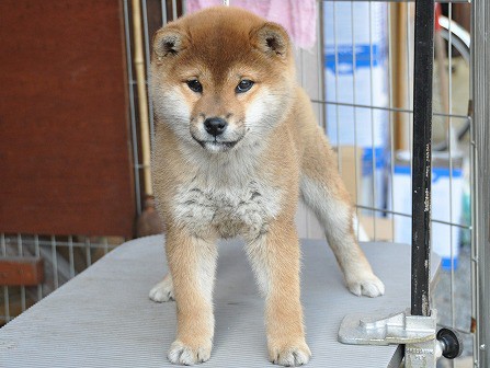 DSC_0438-shibainu