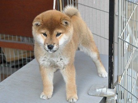 DSC_0445-shibainu