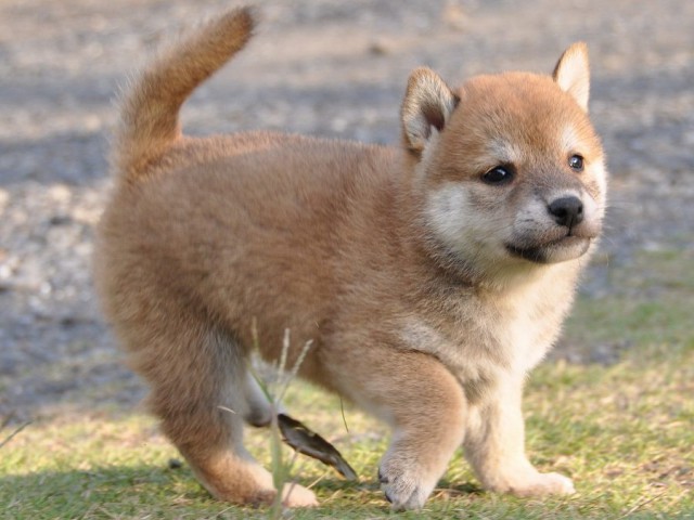 DSC_0448Shiba