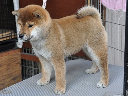 DSC_0453-shibainu