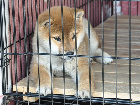 DSC_0483-shibainu