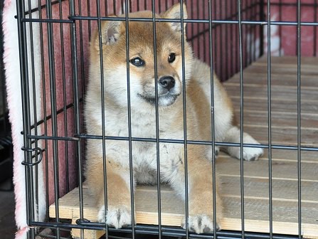 DSC_0484-shibainu