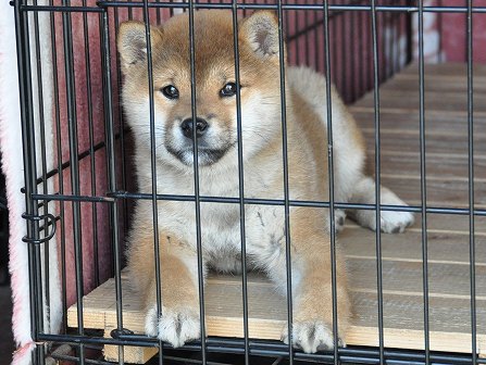 DSC_0499-shibainu