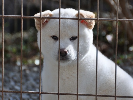 DSC_0539-shibainu