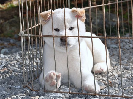 DSC_0598-shibainu