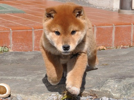 DSC_0650-shibainu