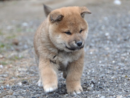 DSC_0718-shibainu