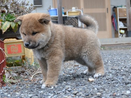 DSC_0723-shibainu