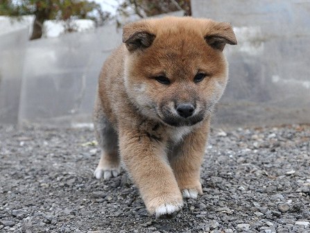 DSC_0738-shibainu