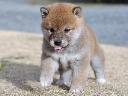 DSC_0753-shibainu