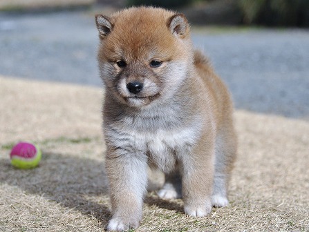 DSC_0754-shibainu