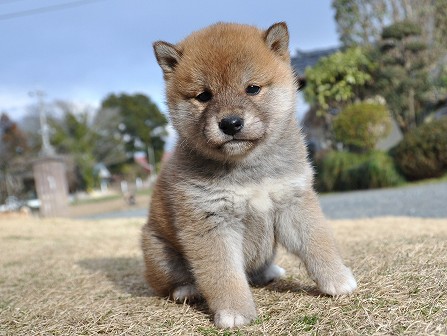 DSC_0776-shibainu