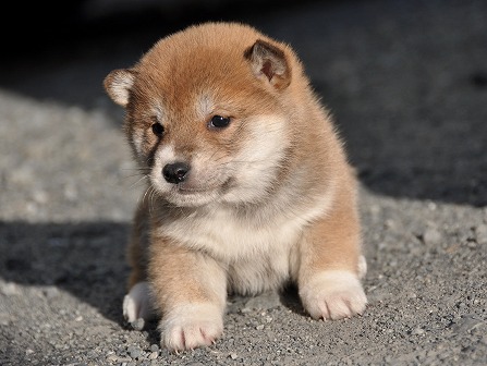 DSC_0787-shibainu