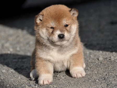 DSC_0790-shibainu