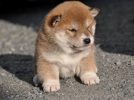 DSC_0800-shibainu