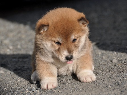 DSC_0805-shibainu