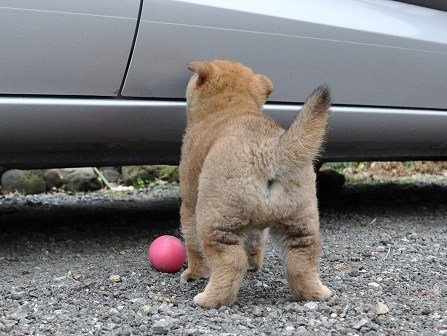 DSC_0809-shibainu