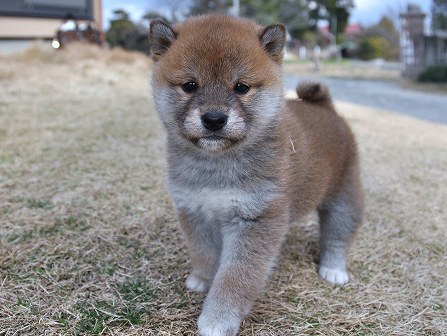 DSC_0810-shibainu