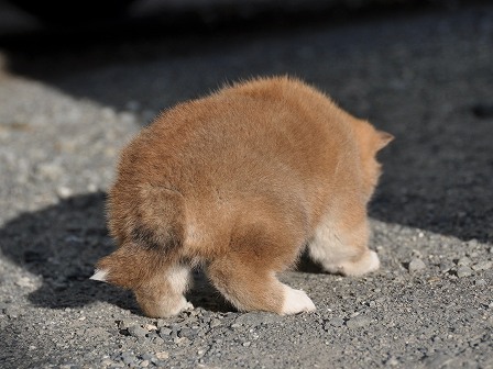 DSC_0819-shibainu