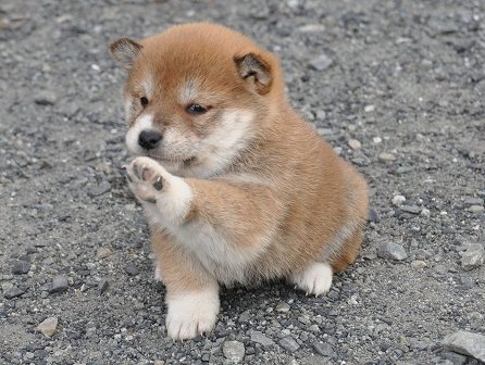 DSC_0828-shibainu