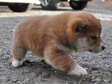 DSC_0843-shibainu