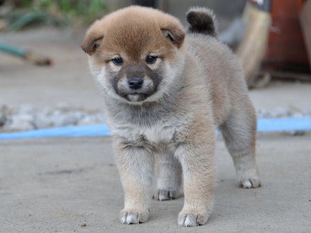 DSC_0864-shibainu