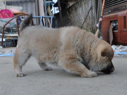 DSC_0869-shibainu