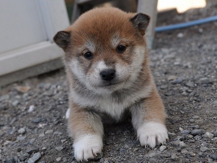 DSC_0873-shibainu