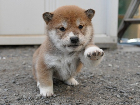 DSC_0893-shibainu