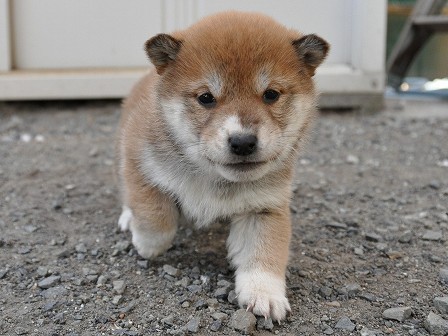 DSC_0894-shibainu