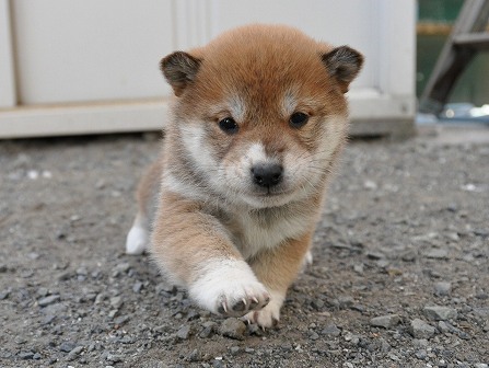 DSC_0895-shibainu