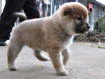 DSC_0932-shibainu