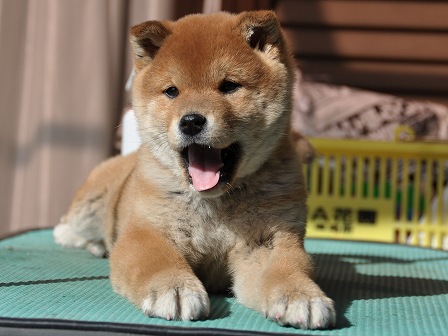 DSC_0995-shibainu