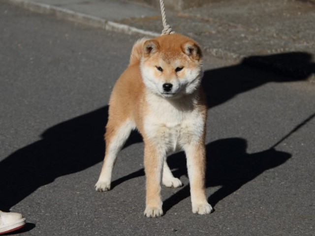 IMG_0137-shibainu-koinu