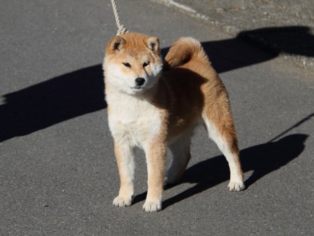 IMG_0146-shibainu-koinu