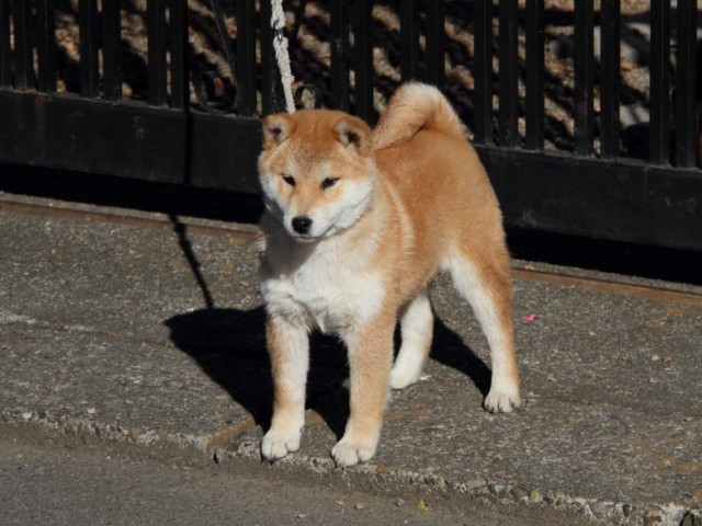 IMG_0167-shibainu-koinu