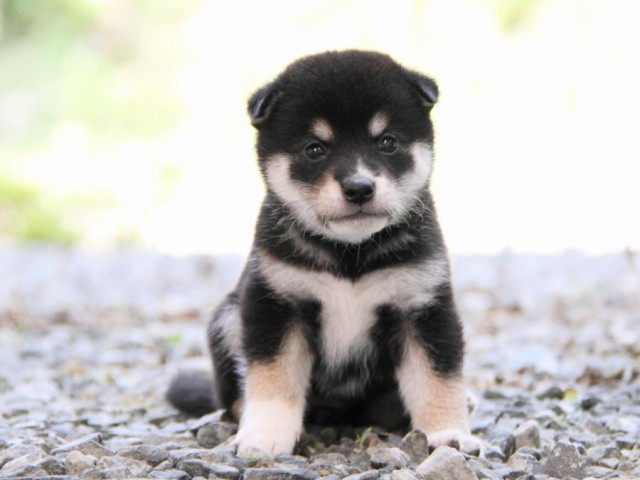 IMG_0174-shibainu-puppy