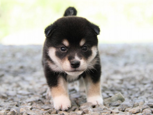 IMG_0202-shibainu-puppy