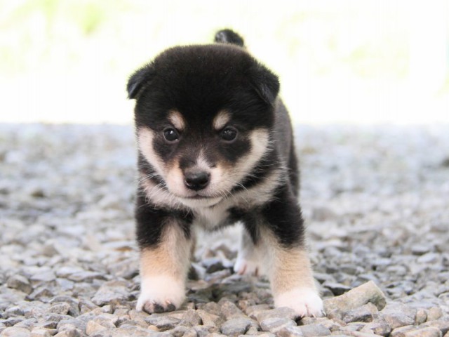 IMG_0205-shibainu-puppy