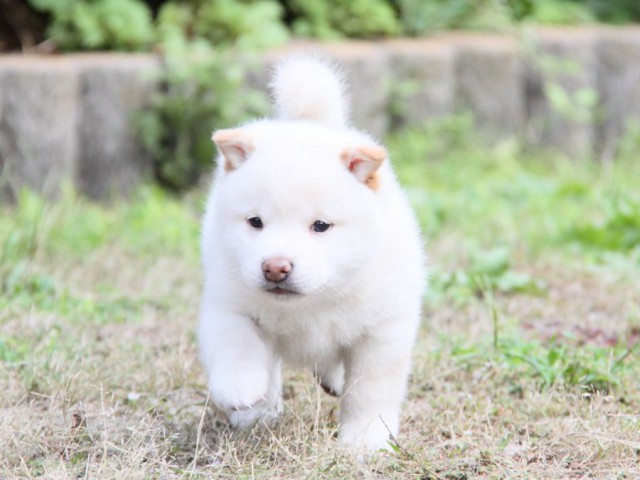 IMG_0279-shibainu-koinu