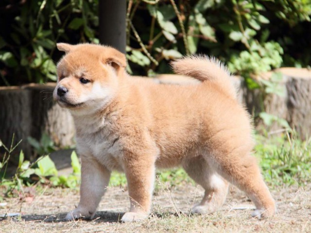 IMG_0382-shibainu-koinu