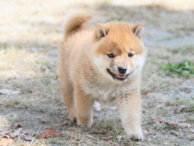 IMG_0437-shibainu-koinu