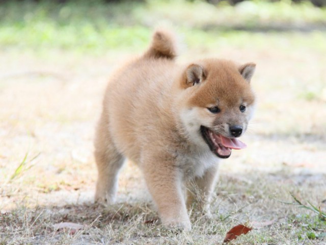 IMG_0519-shibainu-koinu