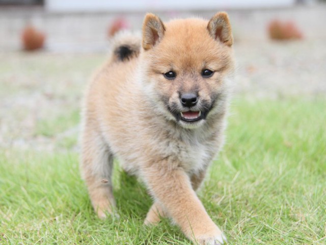 IMG_0633-shibainu-koinu