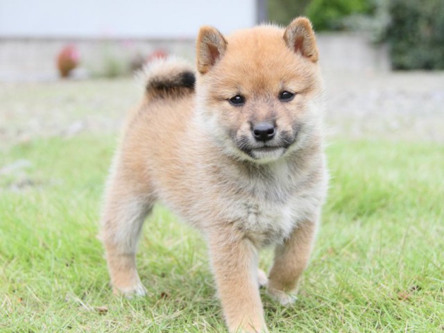 IMG_0639-shibainu-koinu