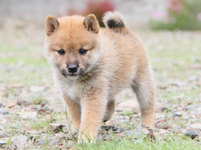 IMG_0647-shibainu-koinu