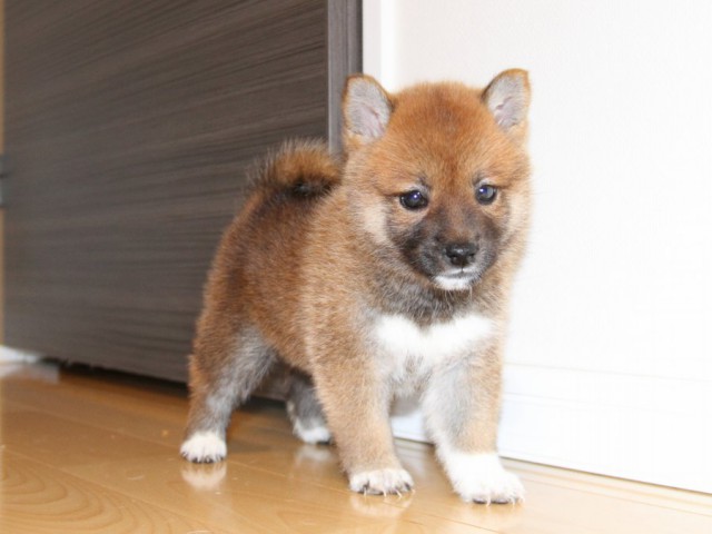 IMG_0680-shibainu-puppy