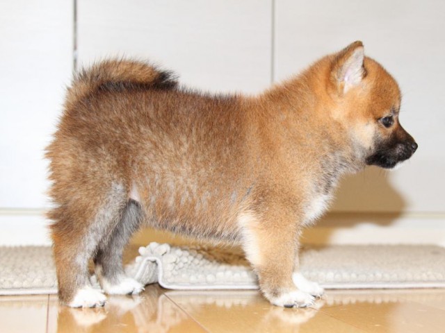 IMG_0692-shibainu-puppy